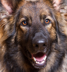 German Shepherd Dog close up
