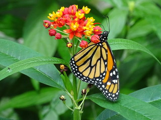 Schmetterling - Monarchfalter (Danaus plexippus)