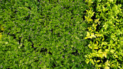 Green and Yellow Plants on The Ground