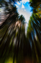 Vertical vivid radial blur zoom forest into the sky background b