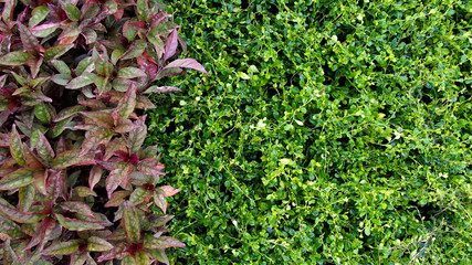 Red and Green Leaves on The Ground