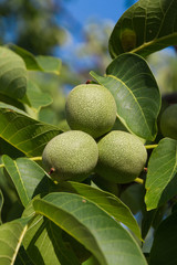 Nueces Verdes en Nogal