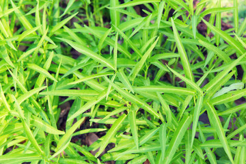 close up of green grass or herb outdoors