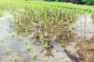 rice field at plantation in asia