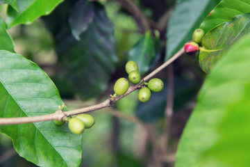 close up of green unripe coffee fruits on branch