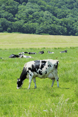放牧中の乳牛　Milk cow