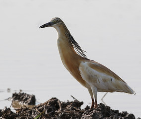 Squacco Heron standing on mud