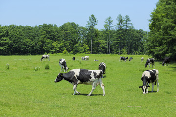 放牧中の乳牛　Milk cow