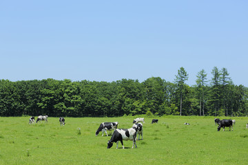 放牧中の乳牛　Milk cow