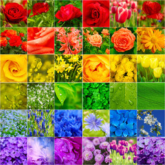 Spring flowers collection in rainbow colors, natural seasonal floral background