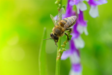 Bee on a  lilac (purple) flower . Macro of honey bee (Apis) on f