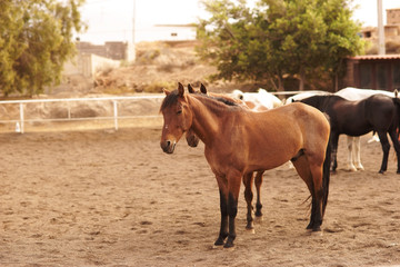 Horses standing at horse farm on a sunny day.