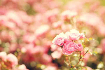 Pink roses bushes in blossom on a sunny summer day. Shallow DOF. Bokeh background of defocused blurred flowers