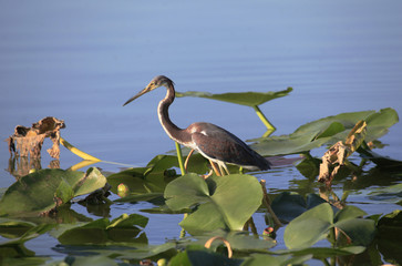 Tricolored Heron Walkes Across Lilly Pads In Search of It's Next