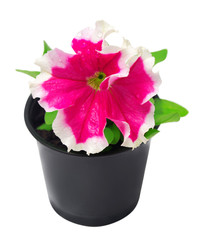 Blossoming petunia in pot