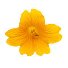 One yellow beautiful flower