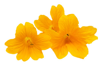 Fototapeta na wymiar Three beautiful yellow flowers