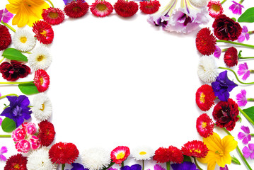 Flowers carnations, marguerite, petunias, daisies
