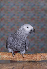 African Grey parrot stood on a natural wooden perch