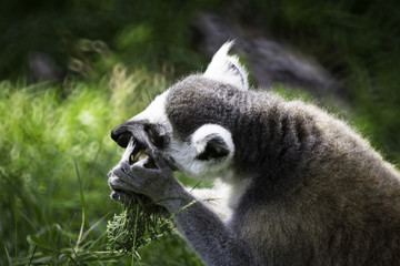 Ring-Tailed Lemur