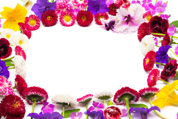 Flowers carnations, marguerite, petunias, daisies