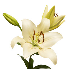 Fototapeta na wymiar Beautiful white lily