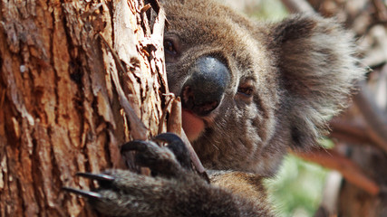 Koala Love