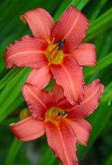 Two beautiful orange lily flowers