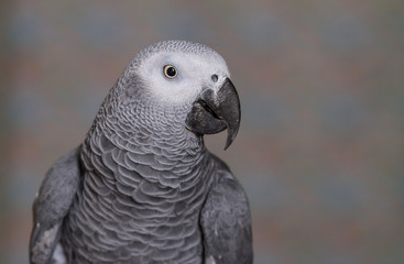 African Grey parrot head and wings
