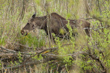 Moose in the natural environment swamp. Biebrza marshes National Park. The largest mammal hoofed on swamps.
