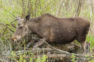 Moose in the natural environment swamp. Biebrza marshes National Park. The largest mammal hoofed on swamps.
