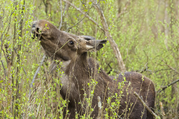 Moose in the natural environment swamp. Biebrza marshes National Park. The largest mammal hoofed on swamps.
