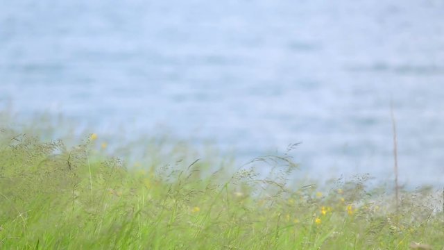 Green grass against blue water. Textural background of a bright green grass near the river.