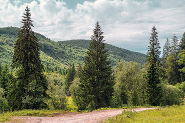 Fototapeta na wymiar Beautiful pine trees on background Carpathian mountains