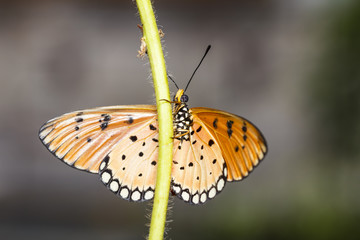 Obraz premium Close up of Tawny Coster butterfly