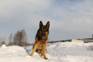 German shepherd dog on snow in winter day