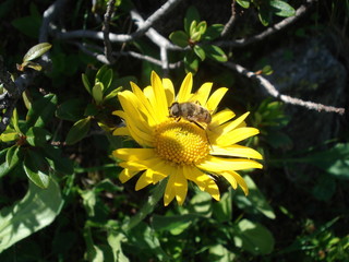 Schwebfliege auf Arnikablüte
