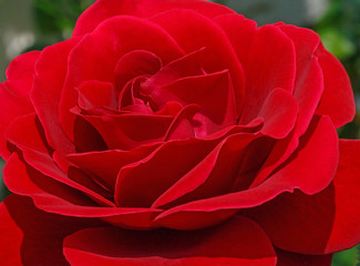 Naklejka premium close up of red rose