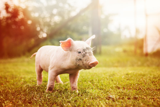 Adorable piglet on a garden lawn, running around.