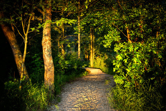 Wooden walkwayin nature reserve park, Europe