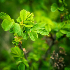 wild raspberry leaves