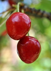 red cherries