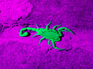 Arizona bark scorpion  Arizona bark scorpion in ultraviolet light