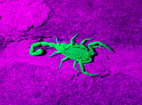 Arizona bark scorpion  Arizona bark scorpion in ultraviolet light
