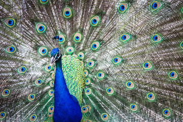 Fototapeta premium Splendid peacock with feathers out (Pavo cristatus) 
