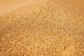 Close up of a bunch of grain.