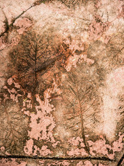 The Imprint of leaf texture on cement floor background