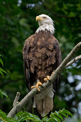 Bald Eagle at Conowingo Dam, MD 