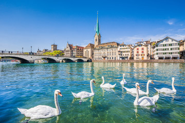 Zürich city center with swans on Limmat river, Switzerland - Powered by Adobe