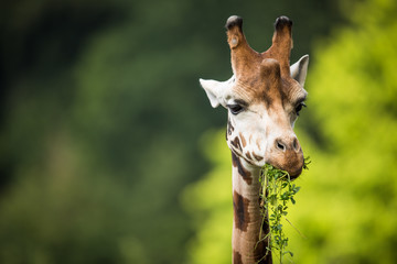 Giraffe (Giraffa camelopardalis) on green background